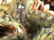 Close-up of a Clam - GAL Photo
