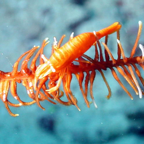 Crinoid with shrimp - GAL Photo