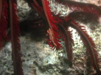 Crinoid Shrimp - GAL Photo