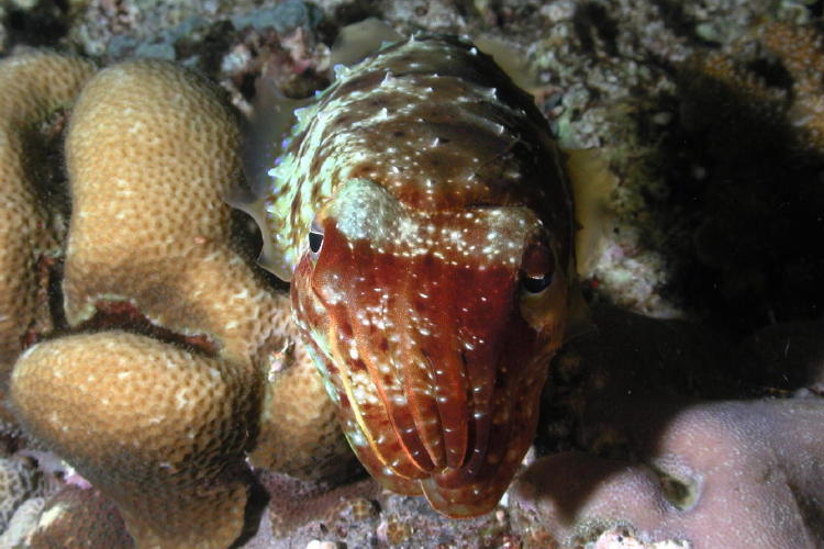 Cuttlefish - GAL Photo
