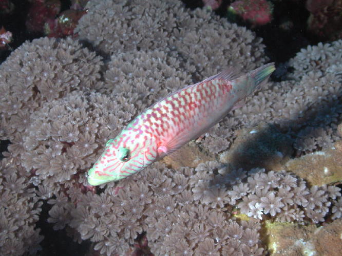 Reef Fish - GAL Photo