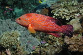 Reef Fish - MZ Photo