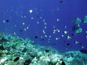 Reef - GAL Photo