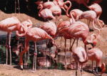 Flamingos - KLM Photo