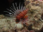 Red Lionfish - GAL Photo