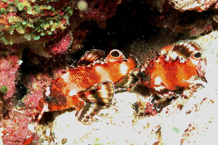 Two Spot Lionfish - GAL Photo