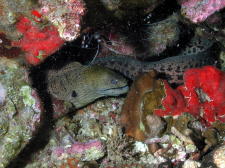 Moray Eel with Cleaner Shrimp - GAL Photo