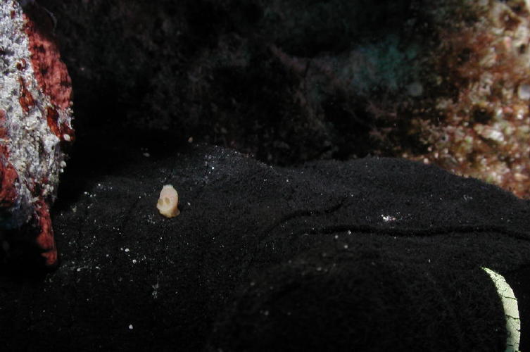 Tiny Nudibranch in the palm of my glove - MZ Photo