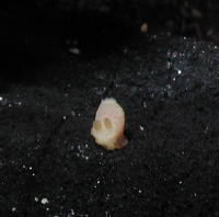 Tiny Nudibranch - no longer than a fingernail - MZ Photo