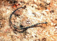 Mother of Pearl Pipefish - GAL Photo