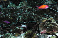 Reef - GAL Photo