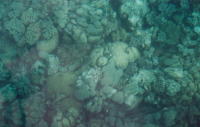 Reef from on board Febrina - who needs an underwater camera? - KLM Photo