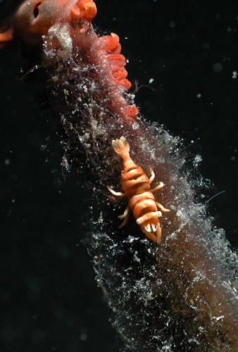 Shrimp on Seawhip - GAL Photo
