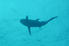 Shark - GAL Photo