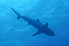 Shark - GAL Photo