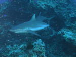 Sharkfeed - GAL Photo