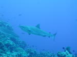 Sharkfeed - GAL Photo