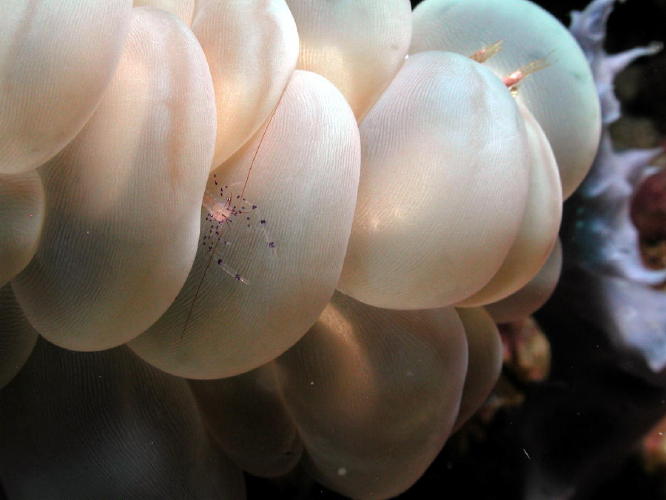 Shrimp on Bubble Coral - GAL Photo