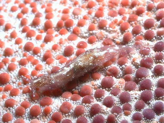 Pillow Star Shrimp - GAL Photo