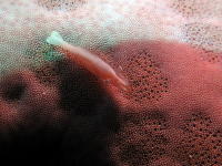 Starfish Shrimp - GAL Photo