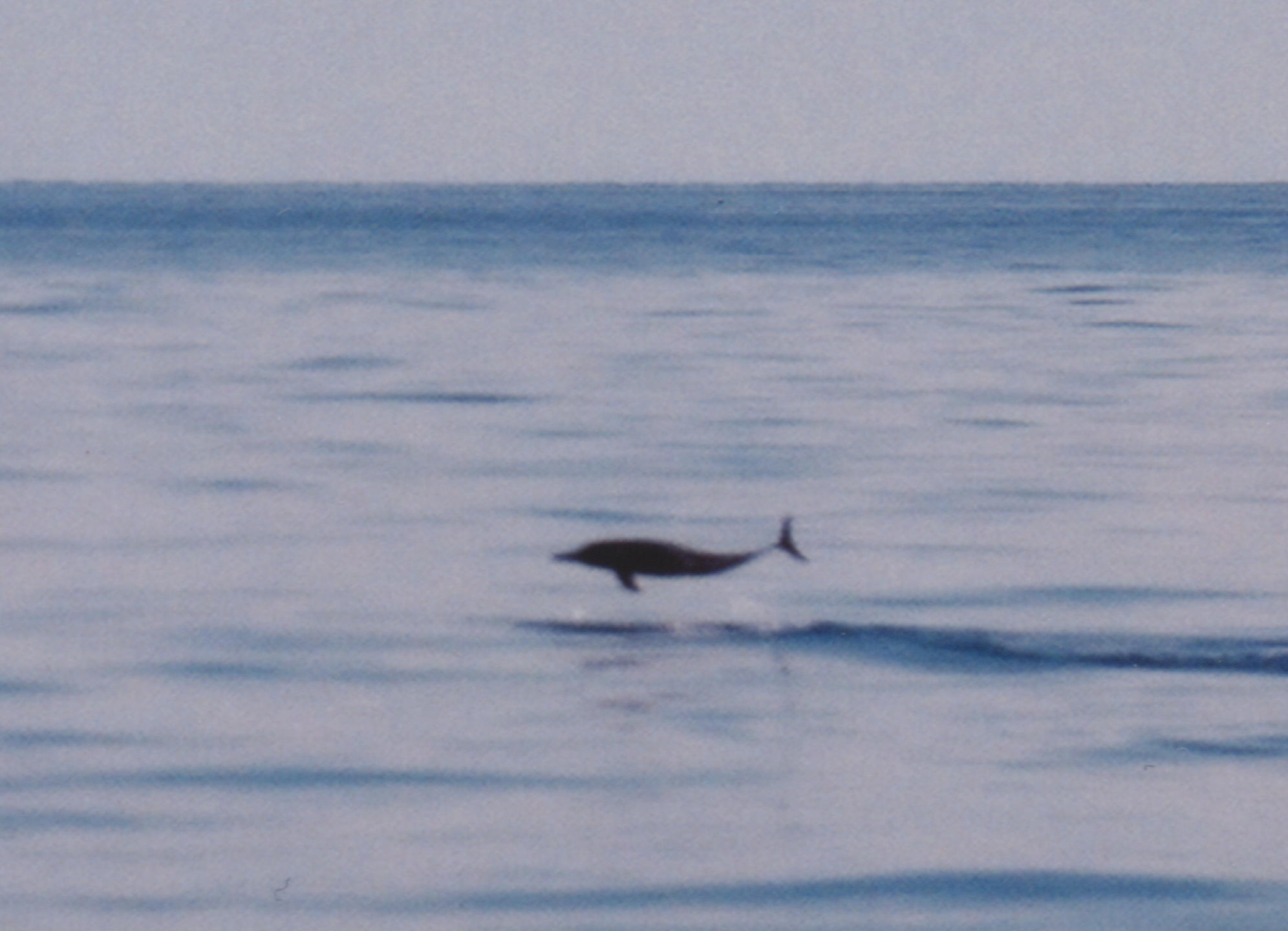 Spinner Dolphin - KLM Photo