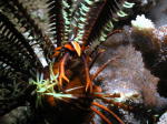Squat Lobster on Crinoid Shrimp - GAL Photo