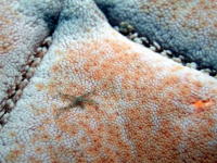Starfish on a starfish - GAL Photo