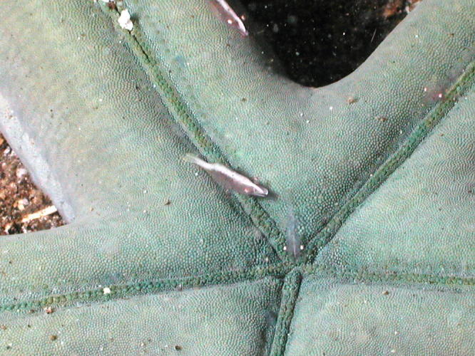 Shrimp on Starfish - GAL Photo