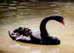 Black Swan - KLM Photo
