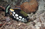 Clown Triggerfish blowing water over her eggs to keep parasites off - GAL Photo
