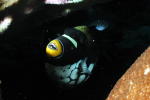 Clown Triggerfish - MZ Photo