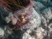 Tube Anemone with Shrimp - GAL Photo