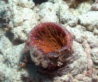 Tube Anemone with Shrimp - GAL Photo