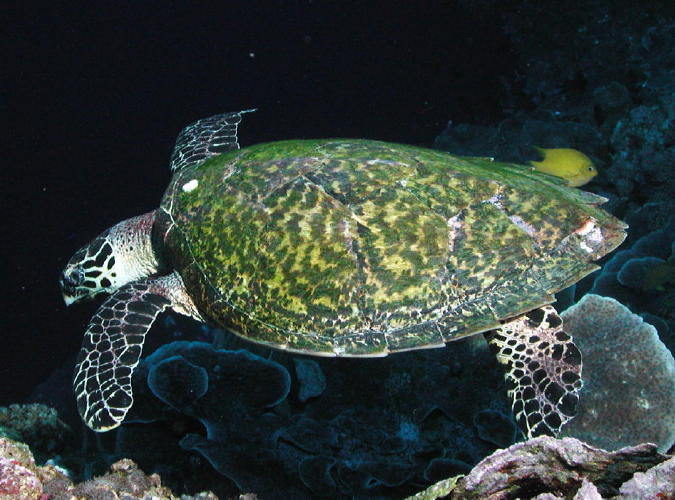 Sea Turtle - MZ Photo