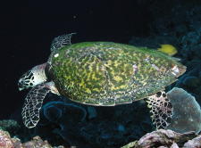 Sea Turtle - MZ Photo