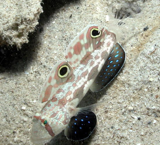 Two Spot Goby - GAL Photo