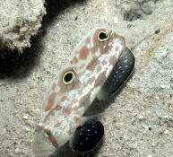Two Spot Goby - GAL Photo