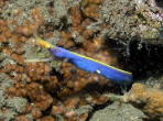 Blue Ribbon Eel - GAL Photo