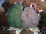 Bubble Corals - GAL Photo