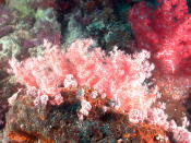 Soft Coral - GAL Photo