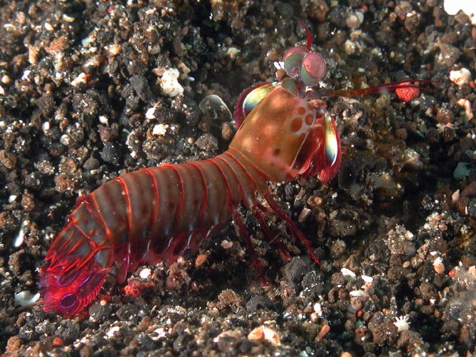 Mantis Shrimp - GAL Photo