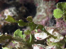 Robust Pipefish - Can you see him now? - GAL Photo