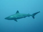 Silvertip Reef Shark - GAL Photo