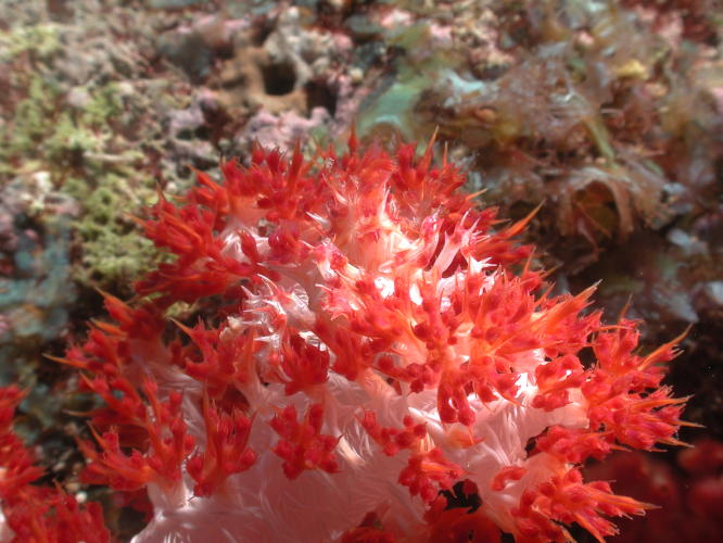 Decorator Crab on Soft Coral - Can you see him? - GAL Photo