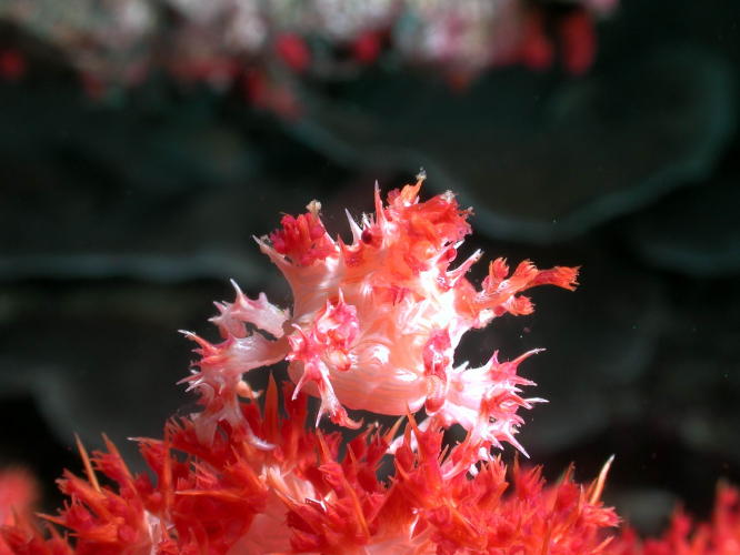 Decorator Crab on Soft Coral - GAL Photo