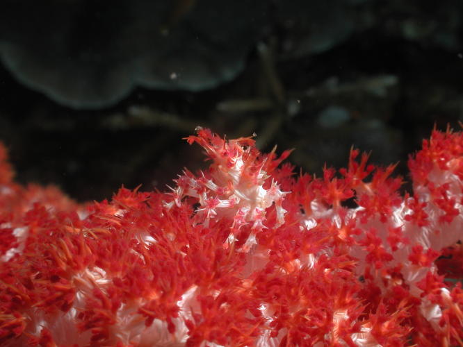 Decorator Crab on Soft Coral - GAL Photo
