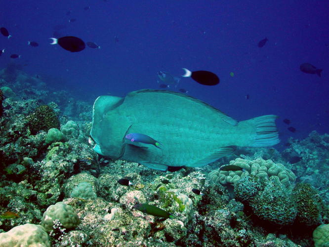 Bumphead Parrotfish - GAL Photo