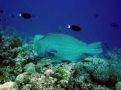 Bumphead Parrotfish` - GAL Photo