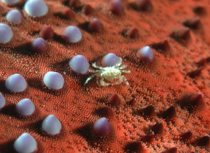 Crab on bottom of Pillow Starfish - GAL Photo