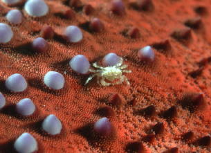 Crab on bottom of Pillow Starfish - GAL Photo